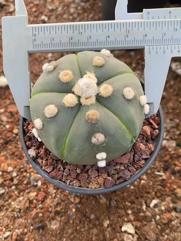 Astrophytum asterias seedgrowth cactus Succulents Boutique WYSIWYG 15
