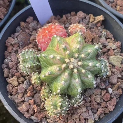 Gymnocalycium mihanovichii variegata Succulent plants Boutique Garden WYSIWYG053