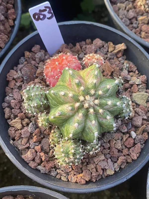 Gymnocalycium mihanovichii variegata Succulent plants Boutique Garden WYSIWYG053