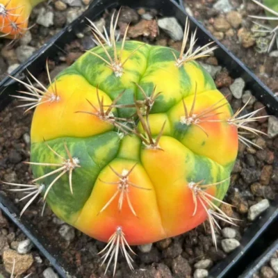 RareSucculent Plant Gymnocalycium eurypleurum Variegated 4-7CM