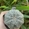 Succulent Plant Astrophytum asterias Seedgrown WYSIWYG Unique #13