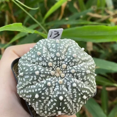 Succulent Plant Astrophytum asterias Seedgrown WYSIWYG Unique #13