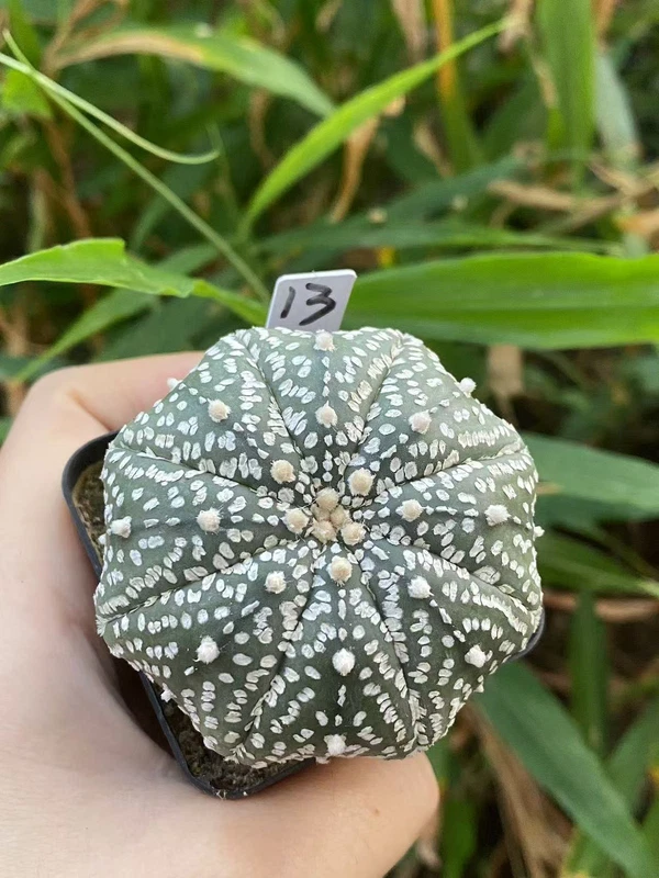 Succulent Plant Astrophytum asterias Seedgrown WYSIWYG Unique #13