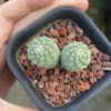 Raresuculent Strombocactus disciformis f. Multi Heads SeedGrown WYSIWYG