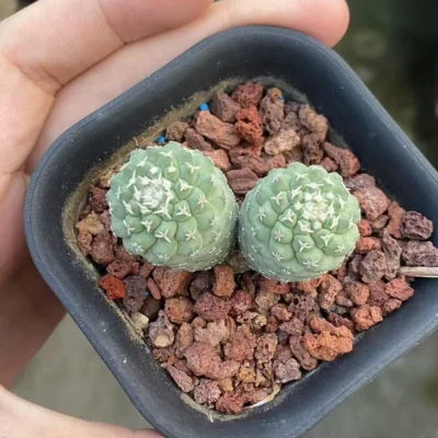 Raresuculent Strombocactus disciformis f. Multi Heads SeedGrown WYSIWYG