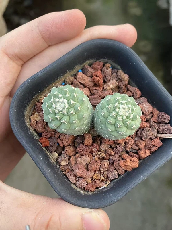 Raresuculent Strombocactus disciformis f. Multi Heads SeedGrown WYSIWYG