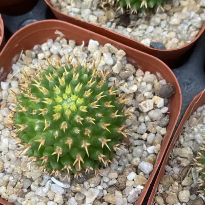 2PCS RareSucculent plant Mammillaria camptotricha Cactus SelfRooted 2-3CM