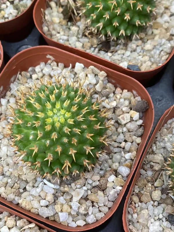 2PCS RareSucculent plant Mammillaria camptotricha Cactus SelfRooted 2-3CM