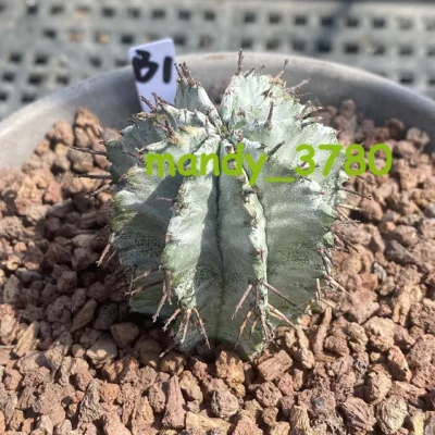 RareSucculent cactus plant Euphorbia horrida Garden beautiful Plants WYSIWYG