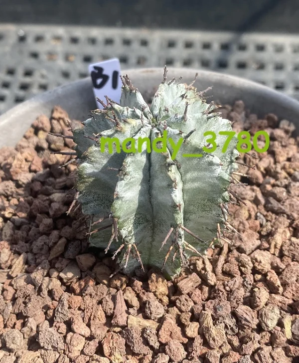 RareSucculent cactus plant Euphorbia horrida Garden beautiful Plants WYSIWYG