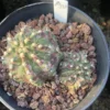 Gymnocalycium mihanovichii variegata Succulent plants Boutique Garden WYSIWYGA10