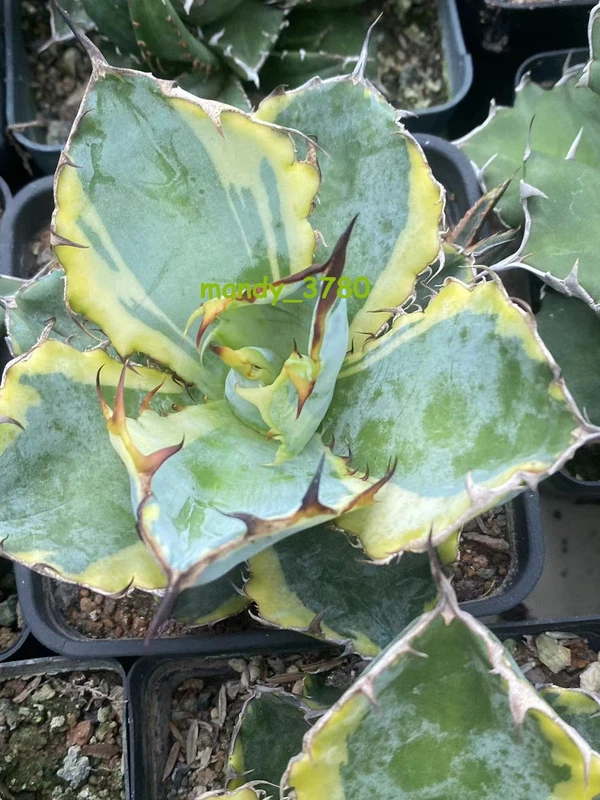 Agave americana Echeveria 'Blue Whale variegated RareSucculent plants 6-8CM