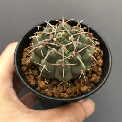 10PC 4cm Cactus Plants Gymnocalycium Bodenbenderianum Beautiful Garden Cactus