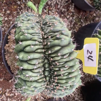 Gymnocalycium anisitsii Cristata cactus Succulent Home Bonsai WYSIWYG#24