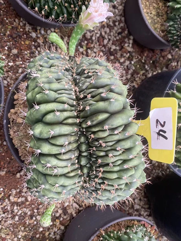 Gymnocalycium anisitsii Cristata cactus Succulent Home Bonsai WYSIWYG#24