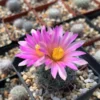 Gymnocactus beguinii Cactus RareSucculent Plant seedgrowth Garden Décor Boutique