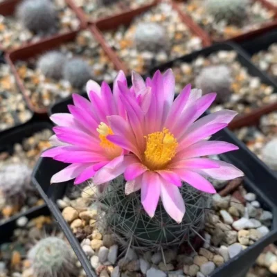 Gymnocactus beguinii Cactus RareSucculent Plant seedgrowth Garden Décor Boutique