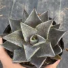 Agave Mangave Bloodspot hybridize potatorum Agavaceae Succulent plant 8-10C