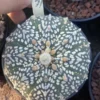 Succulent Cactus Plant Astrophytum AsteriasV-type Cactaceae Beautiful WYSIWYG 31