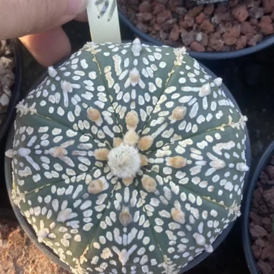 Succulent Cactus Plant Astrophytum AsteriasV-type Cactaceae Beautiful WYSIWYG 31