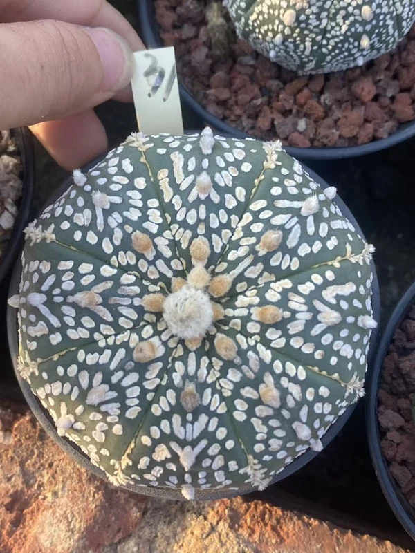 Succulent Cactus Plant Astrophytum AsteriasV-type Cactaceae Beautiful WYSIWYG 31