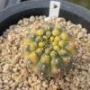 RareSucculent Plant Gymnocalycium quehlianum variegated seedgrowth WYSIWYG#3