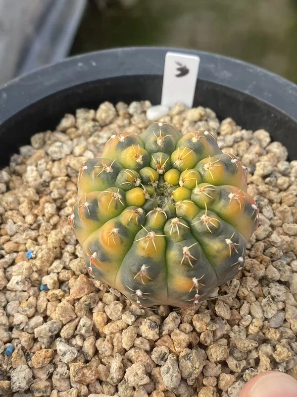 RareSucculent Plant Gymnocalycium quehlianum variegated seedgrowth WYSIWYG#3