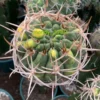 RareSucculent plant Gymnocalycium hybopleurum variegate Grafting