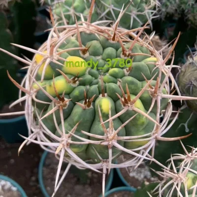 RareSucculent plant Gymnocalycium hybopleurum variegate Grafting