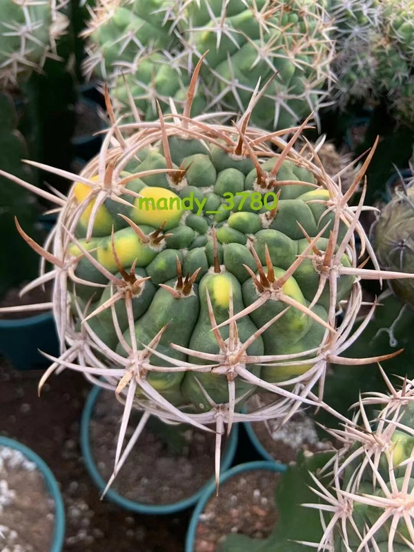 RareSucculent plant Gymnocalycium hybopleurum variegate Grafting