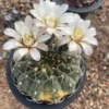 Gymnocalycium variegated Succulents cactus Garden decoration seedgrowth WYSIWYG/