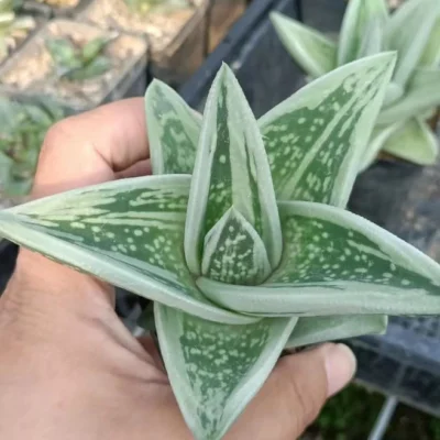 Gasteraloe Green Ice Rosette shape Succulent Plant 6-8CM