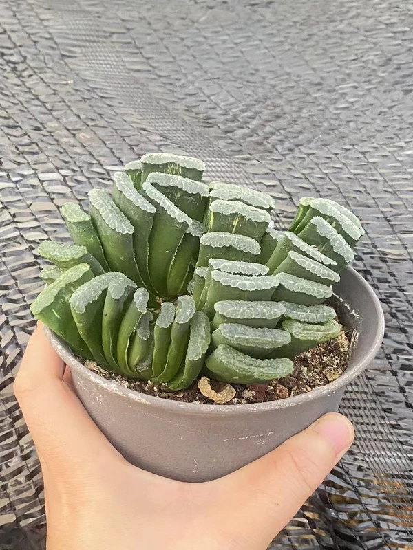 Multi Heads Haworthia truncata Variegated WYSIWYG（Bare root may scatter）