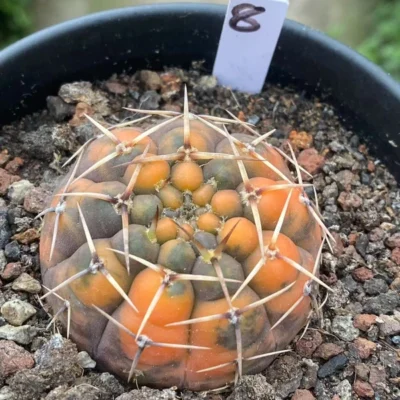 5.1CMRareSucculent Plant Gymnocalycium stellatum variegated seedgrowth WYSIWYG#8