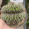 Gymnocalycium anisitsii Cristata cactus Succulent Home Bonsai WYSIWYG#32