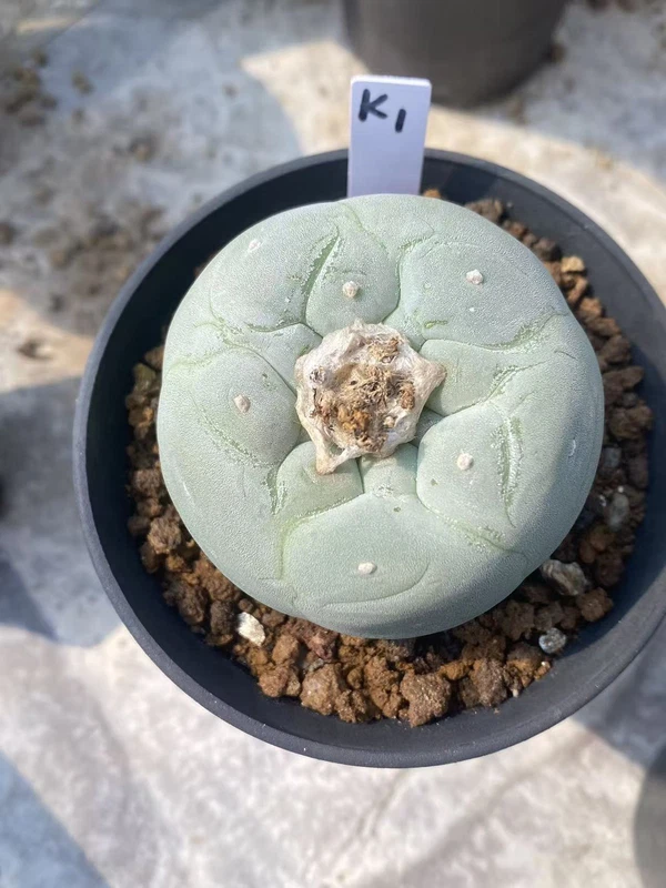 RareSucculent Plant LF Cactus seedgrowth Garden Decor Boutique WYSIWYG K1