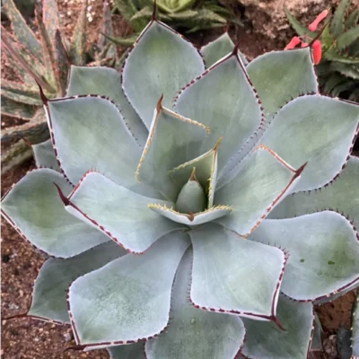 8-9CM RareSucculent plant Agave Sale Garden Décor Boutique