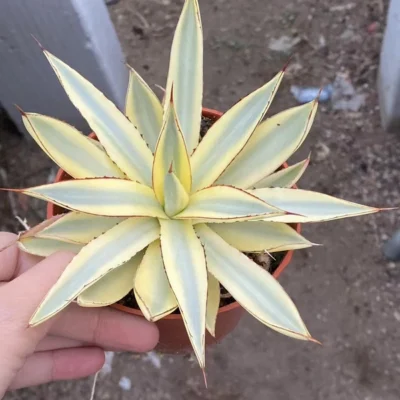 RareSucculents Agave Burnt Burgundy variegated Agavaceae Home Garden 8-10CM