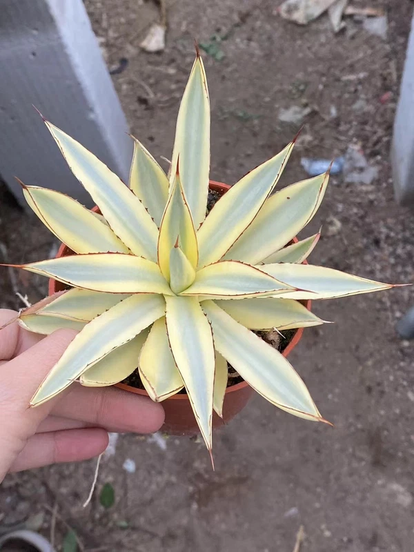RareSucculents Agave Burnt Burgundy variegated Agavaceae Home Garden 8-10CM