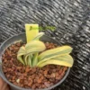 RareSucculent Plant White Gasteria armstrongii Sch?nland variegated WYSIWYG