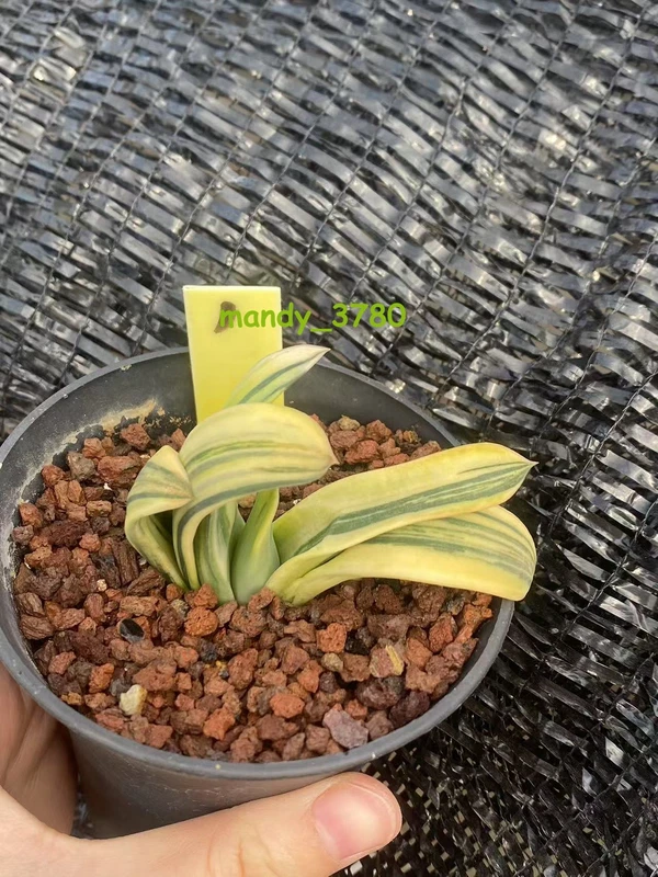 RareSucculent Plant White Gasteria armstrongii Sch?nland variegated WYSIWYG