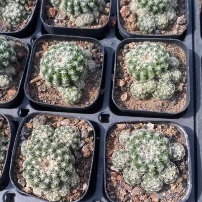 2PCS Succulent Plant Discocactus zehntneri subsp. boomianus Garden DécorBoutique