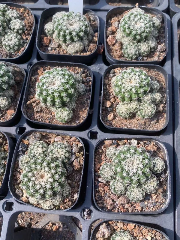 2PCS Succulent Plant Discocactus zehntneri subsp. boomianus Garden DécorBoutique