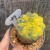 Gymnocalycium Var RareCactus Succulent Plant seedinggrowth WYSIWYG 49#