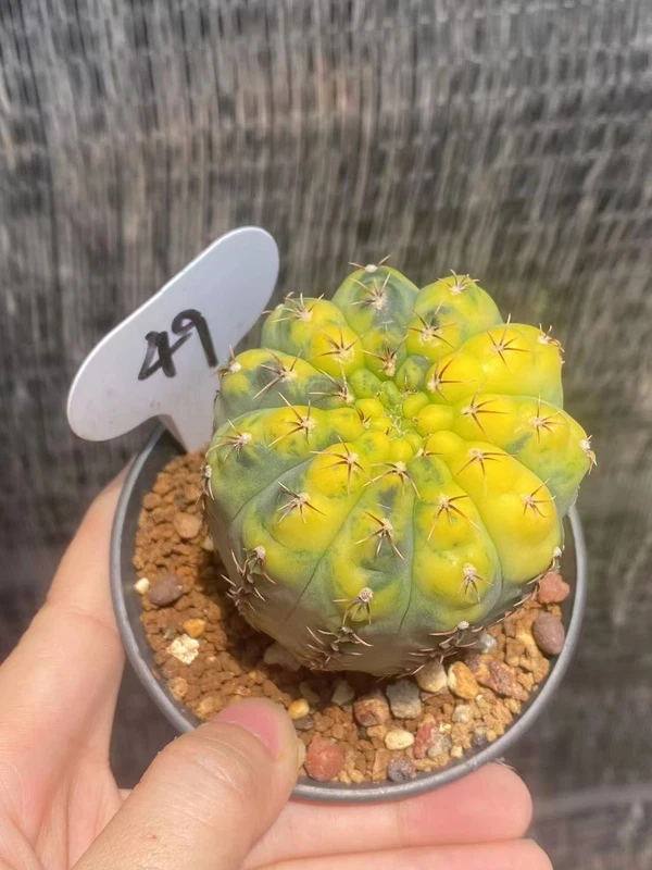 Gymnocalycium Var RareCactus Succulent Plant seedinggrowth WYSIWYG 49#