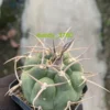 Gymnocalycium hossei Succulent Plant Garden Decor Boutique seedgrowth WYSIYWG