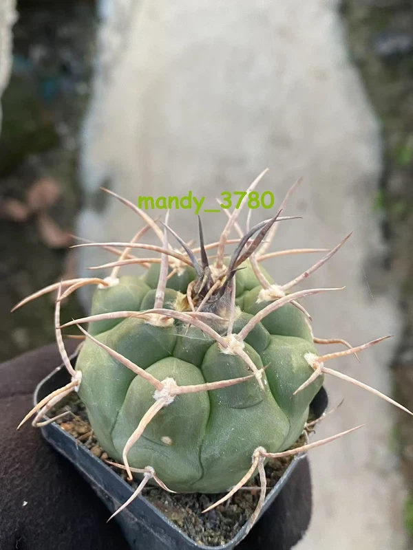 Gymnocalycium hossei Succulent Plant Garden Decor Boutique seedgrowth WYSIYWG