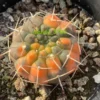 Gymnocalycium variegated cactus plants Garden decoration seedgrowth WYSIWYG1