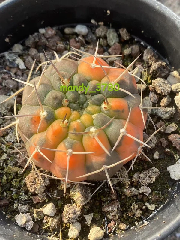 Gymnocalycium variegated cactus plants Garden decoration seedgrowth WYSIWYG1