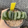 Haworthia truncata Variegated WYSIWYG Garden plant 4